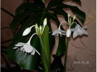 Белые Цветы Комнатные Фото