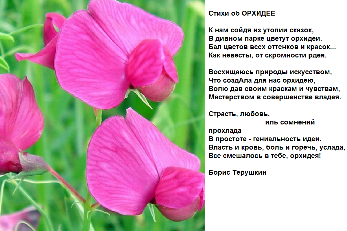 Стих о черной орхидеи Стих о черной орхидеи