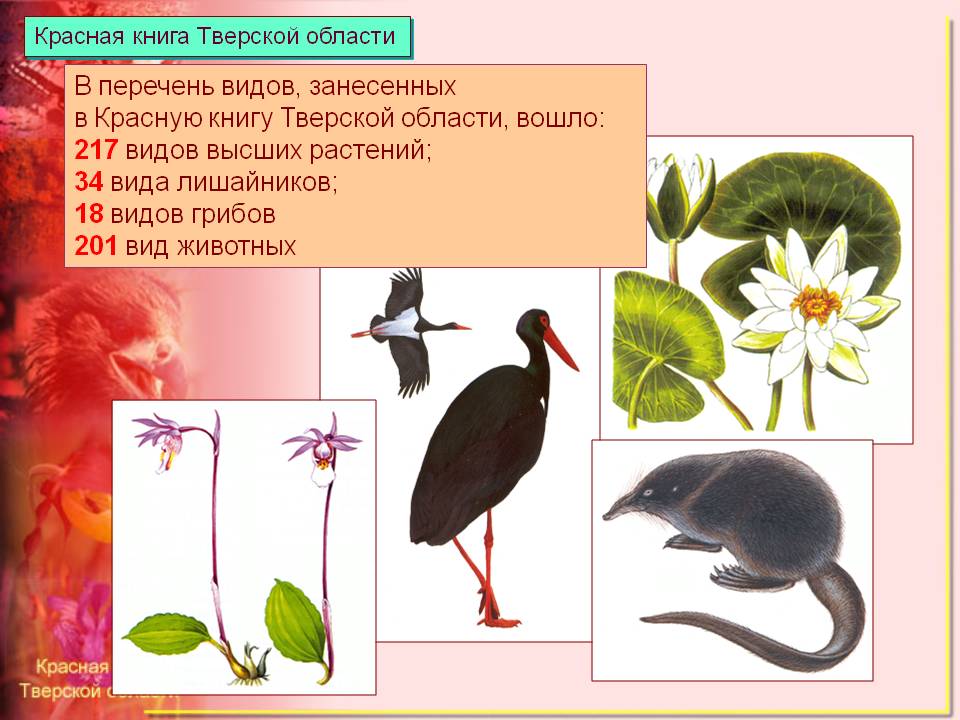 Презентация На Тему Водные Растения Занесенные В Красную Книгу России
