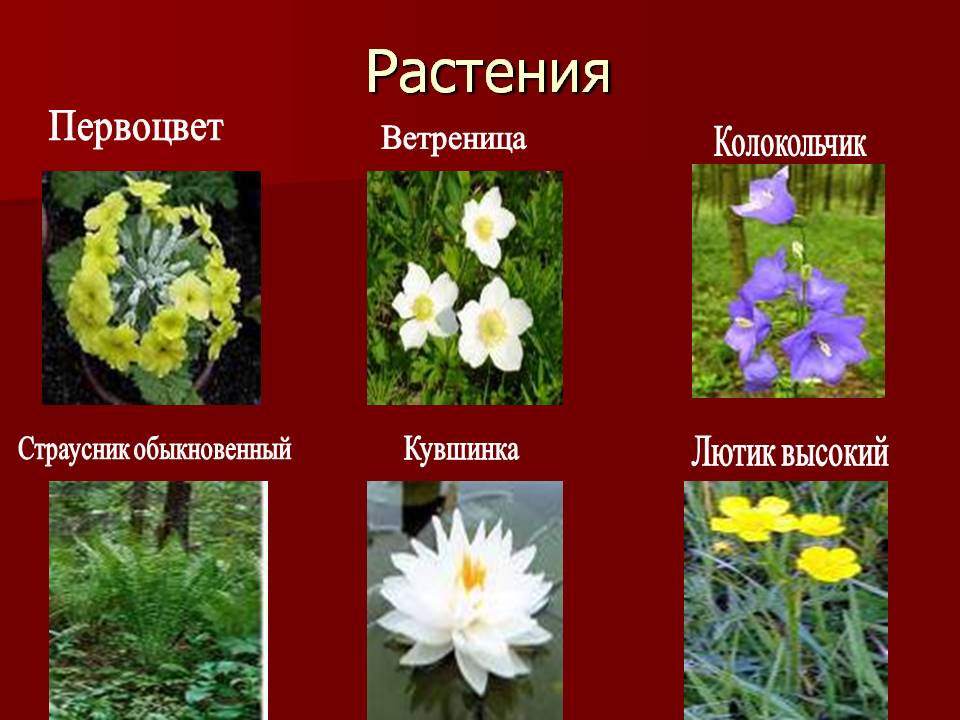 Скачать фото из красной книги россии растения