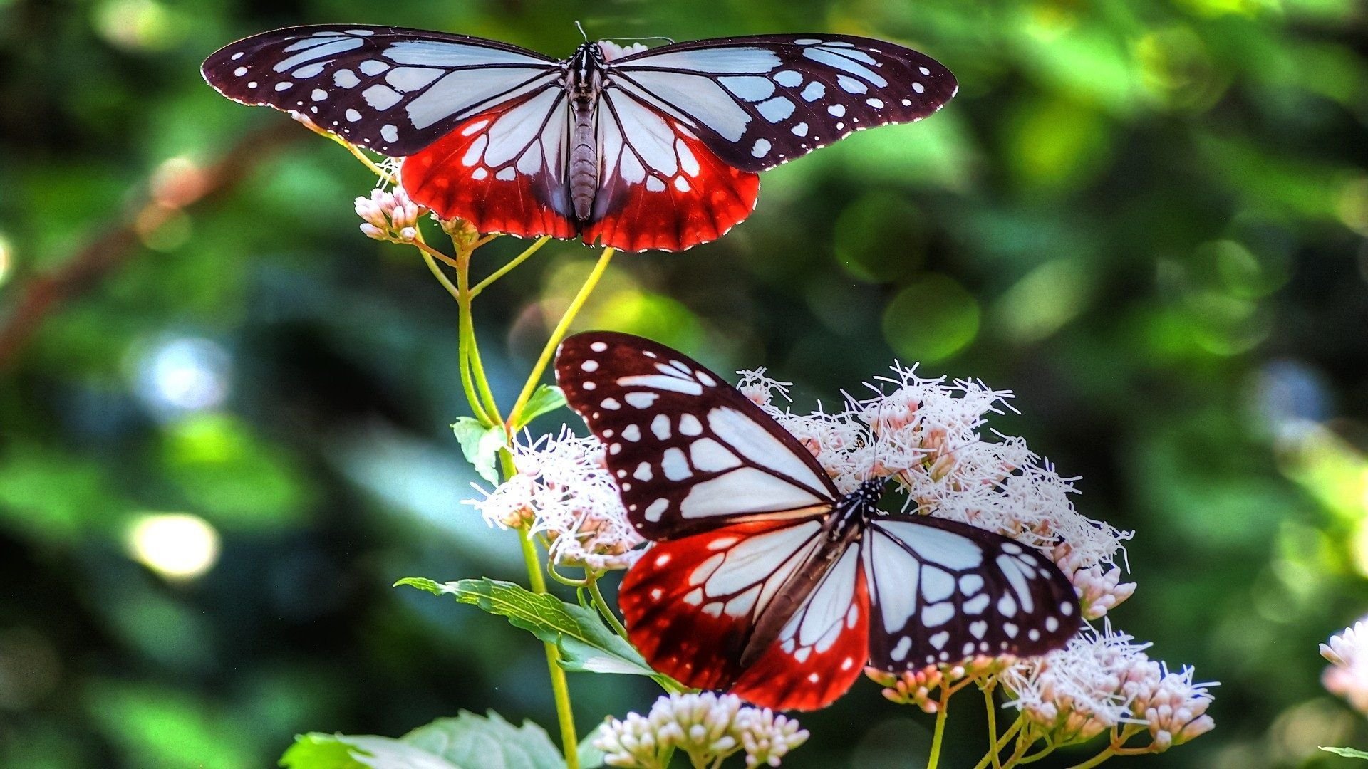 Красивые Бабочки Фото В Хорошем Качестве