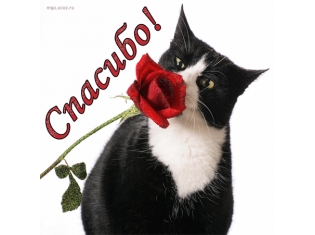 Котенок с цветком картинки