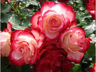 Цветы розы фото картинки