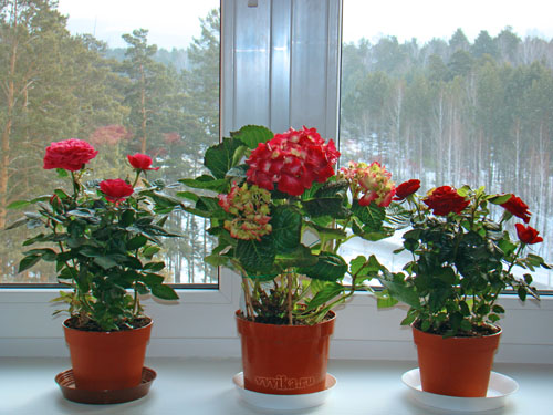 Домашние Цветы На Окне Фото