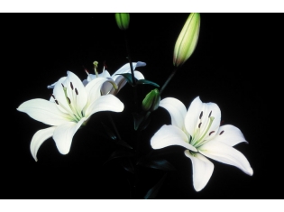 Картинки цветы белые лилии