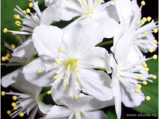 Картинки цветы белые лилии