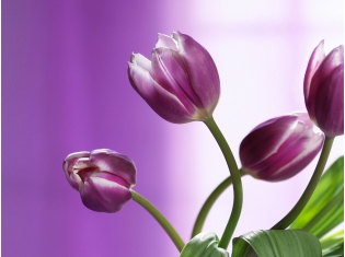 Картинки цветы тюльпаны