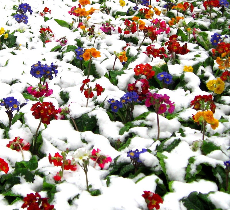 Цветок зима красивая. Сноу Флауэр. Зимние цветы. Цветы в снегу. Цветы под снегом.