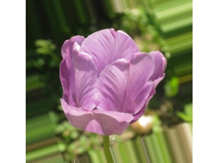 Картинка цветка тюльпана