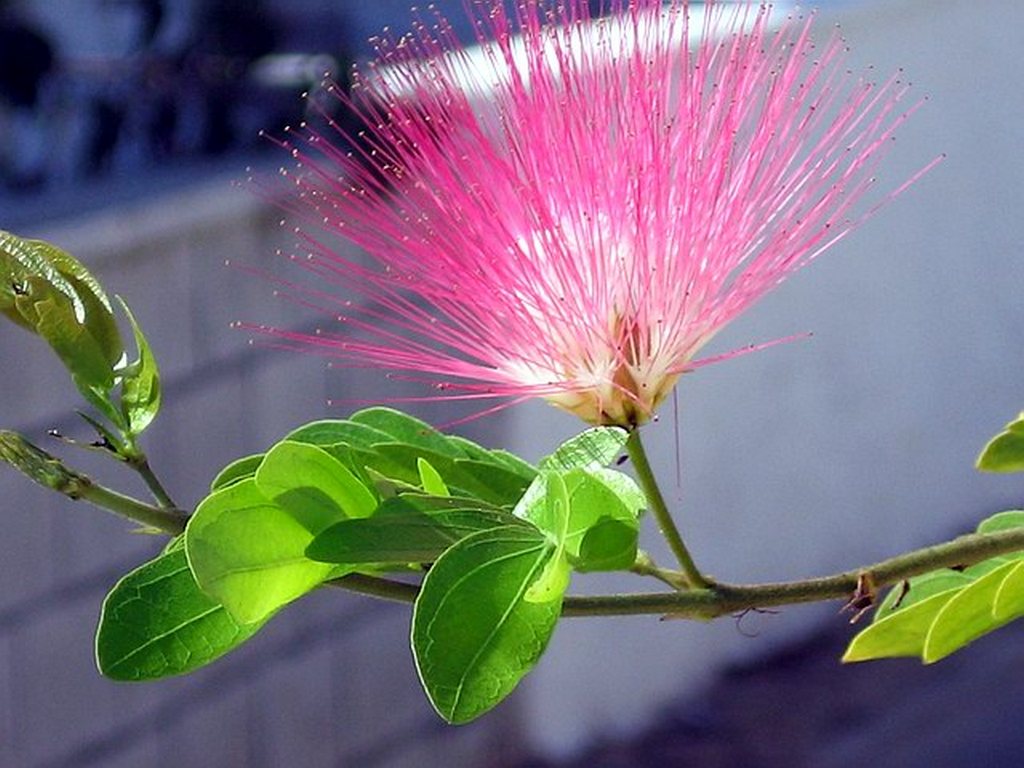 Be a flower kusuriya. Ленкоранская Акация. Красивые растения. Редкие цветы. Необычные красивые растения.