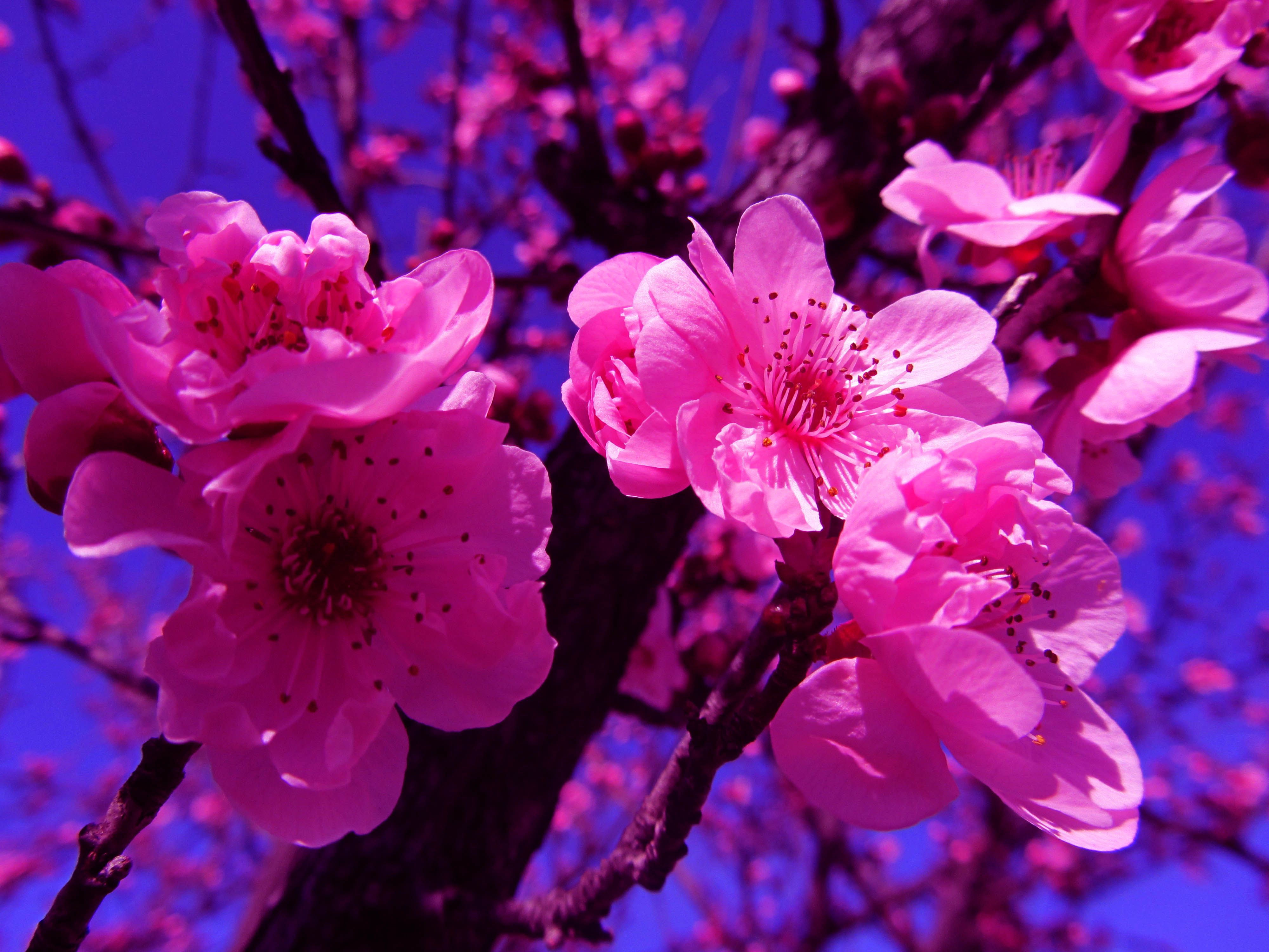 Очень красиво цветет. Акация Сакура. Розовые цветы. Цветущее дерево. Весенние цветы.