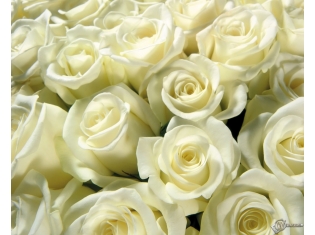 Картинки цветы белые розы