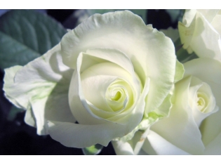 Картинки цветы белые розы