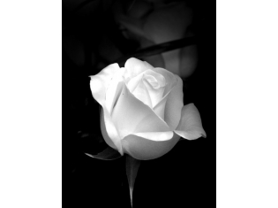 Цветы картинки черно белые