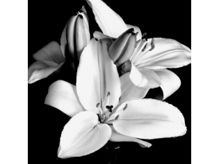 Цветы картинки черно белые