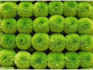Цветы зеленого цвета фото