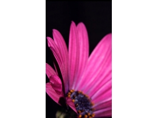 Картинки на телефон природа цветы