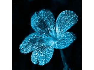 Цветы голубого цвета фото