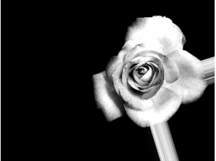 Цветок черно белый картинка