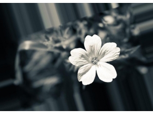 Цветок черно белый картинка