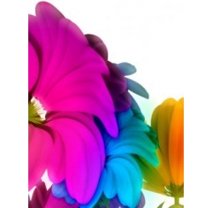 Красивые картинки цветов на телефон