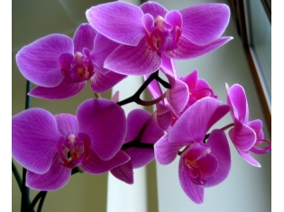 Картинки цветок орхидея