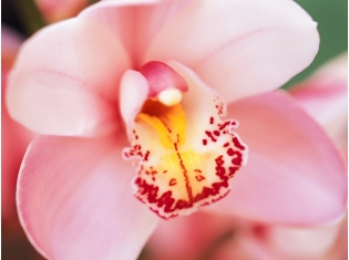 Картинки цветок орхидея
