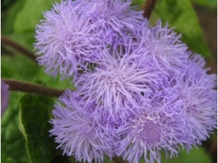 Цветок агератум фото