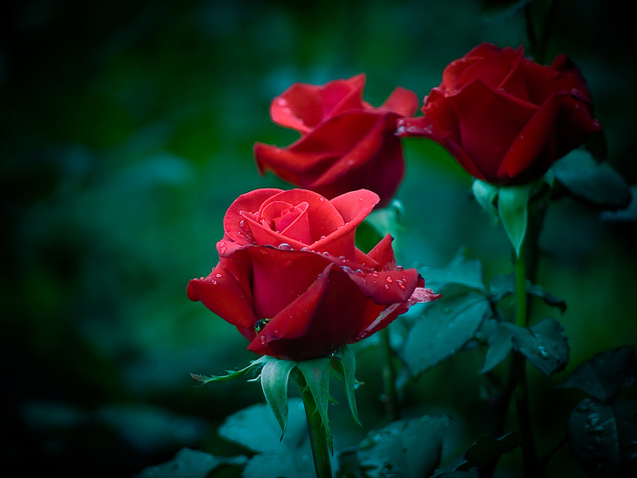 Розы Фото Высокого Разрешения