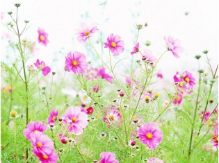 Живые цветы букеты фото