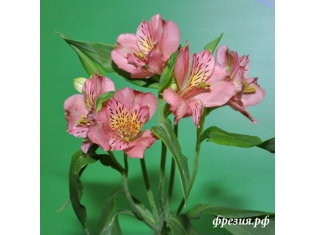 Живые цветы букеты фото