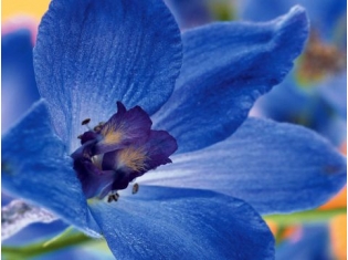 Картинки синий цветок