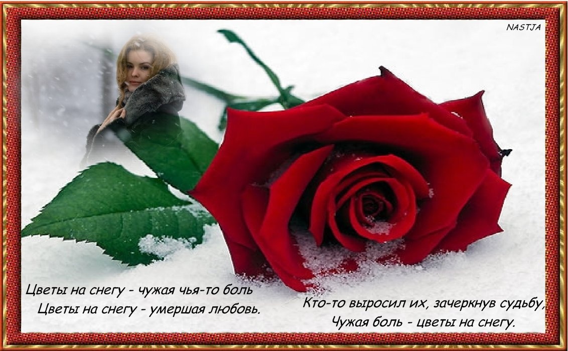 Красивые розы стихи. Розы на снегу. Цветы в снегу. Красивые розы на статус.