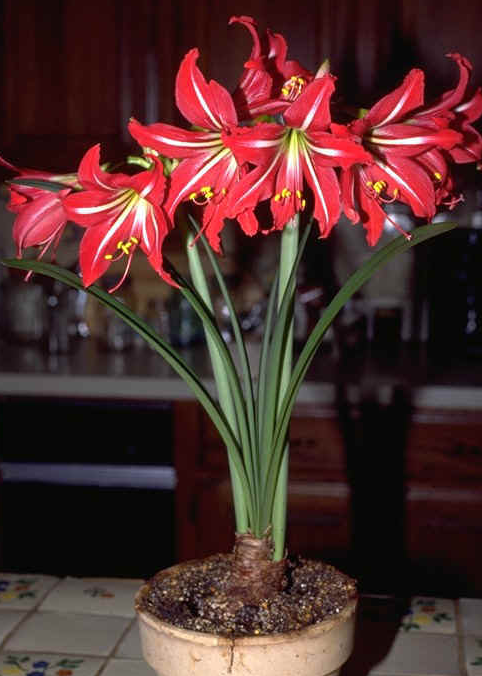 Цветок с длинными листьями и красным цветком луковичное название фото