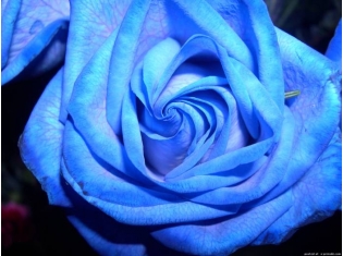 Картинки цветы розы синие