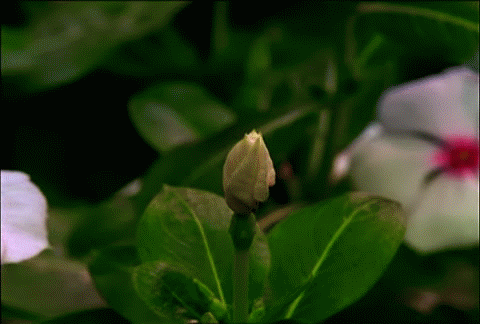 Живые распускающиеся цветы. Бутоны бальзамина. Распускающийся цветок. Гиф цветы распускаются. Анимированное растение.