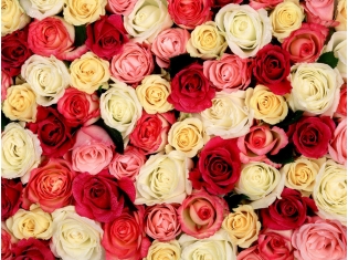 Картинки роз разных цветов