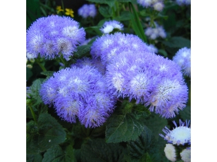Фото цветов агератум