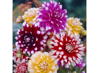 Фото цветов георгины
