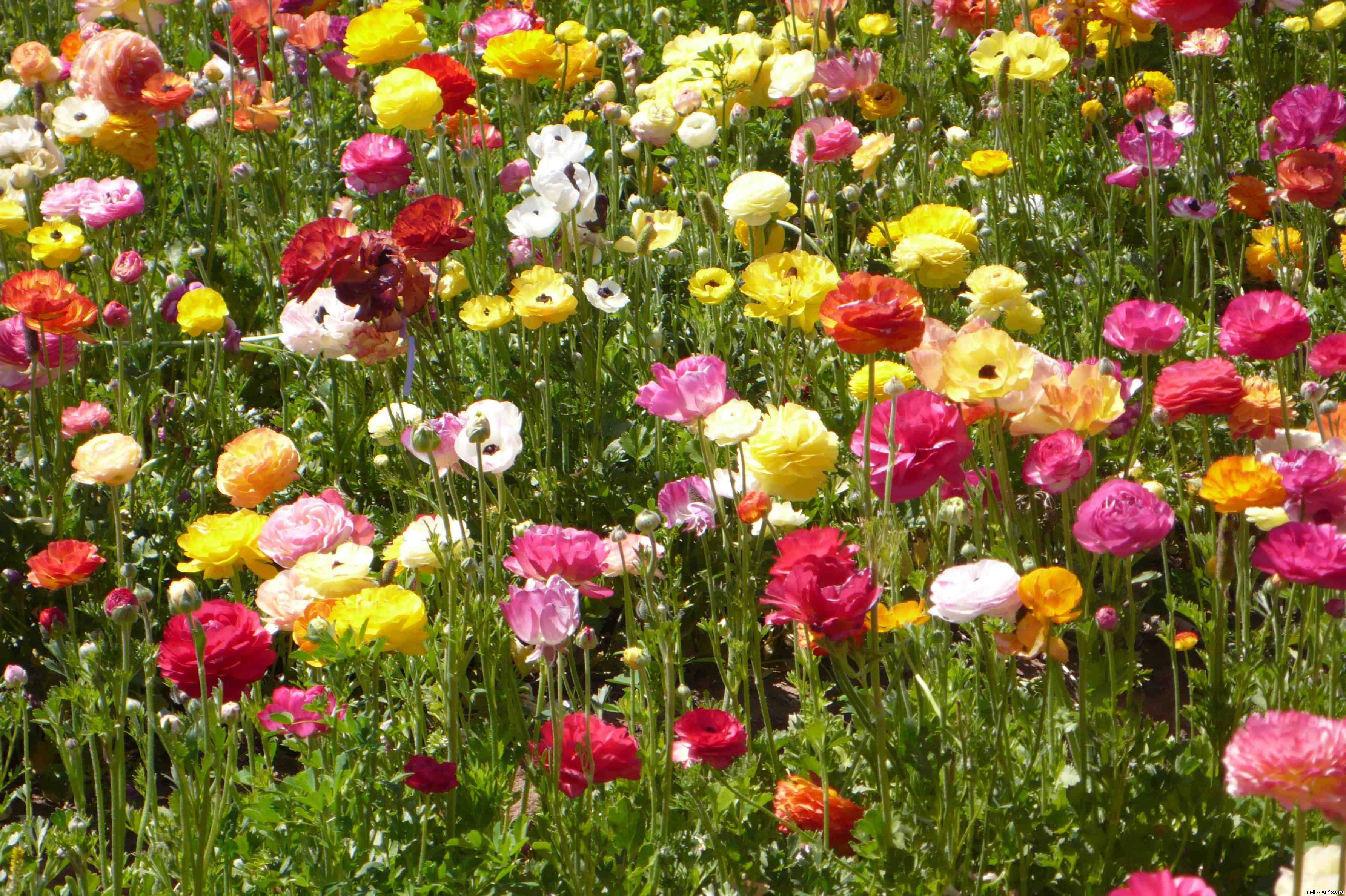 Лютики цветочки фото садовые