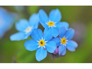 Цветы синего цвета картинки