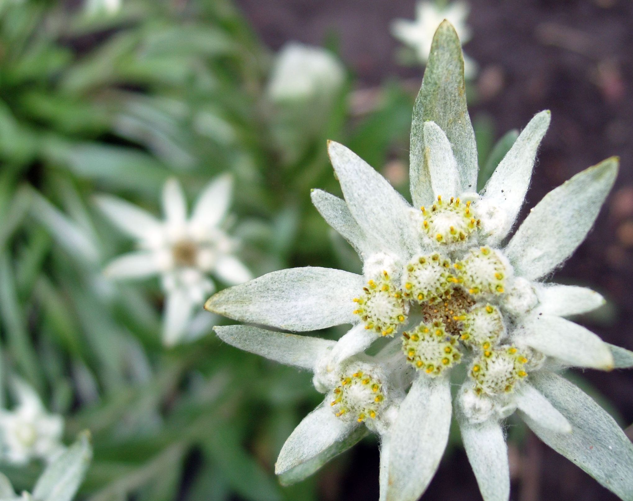 Эдельвейс цветок фото и описание