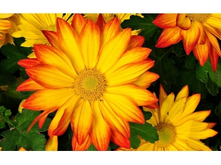 Цветы хризантемы фото