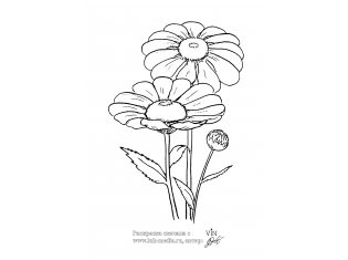 Картинка цветок ромашка для детей