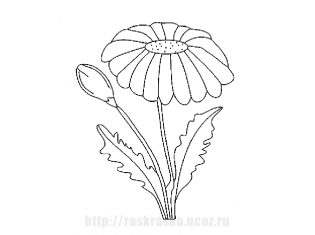 Картинка цветок ромашка для детей
