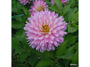 Фото цветов хризантемы