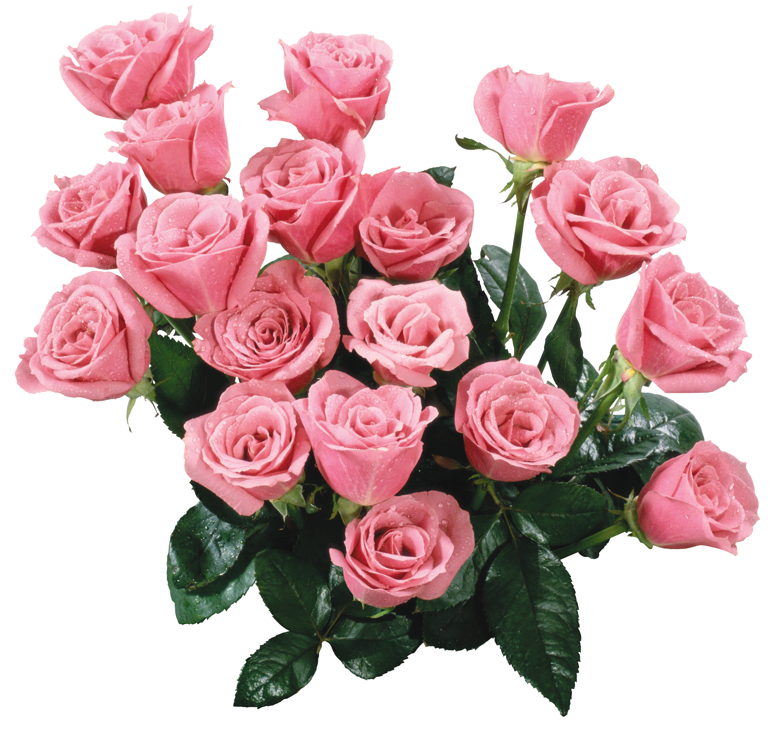 Поздравительные розы. Розовые розы. Красивый букет. Шикарный букет цветов.
