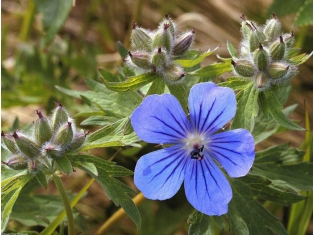 Цветы синего цвета фото