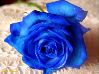 Цветы синего цвета фото