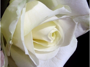 Фото белые цветы